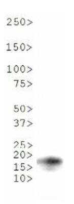 Western Blot: Histone H3 [Monomethyl Lys18] AntibodyBSA Free [NB21-1141]